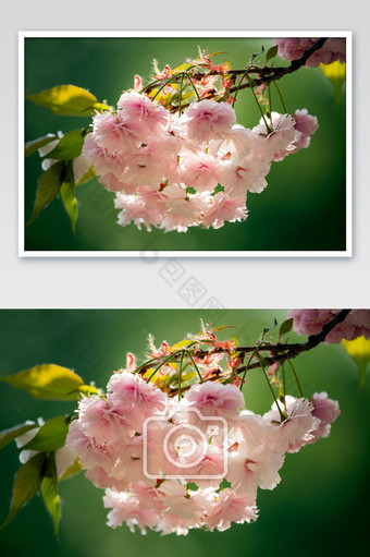 简约樱花花束摄影图片