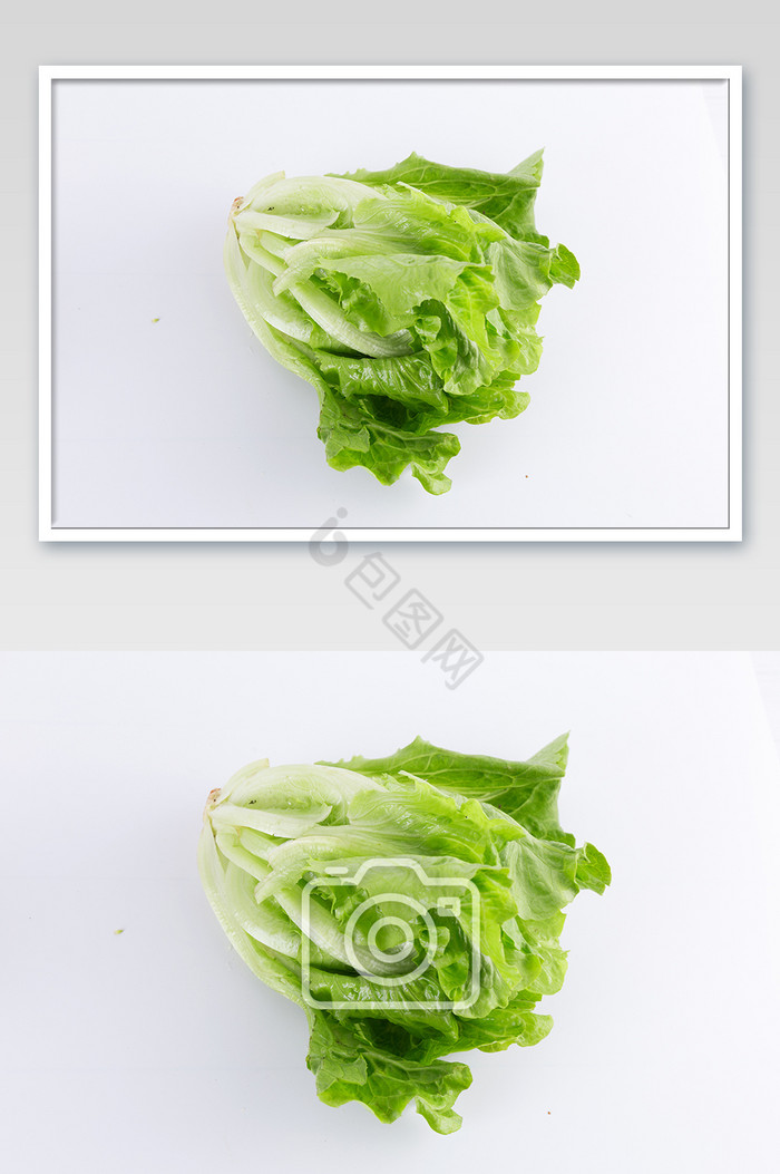 新鲜生菜一颗蔬菜白底特写图片