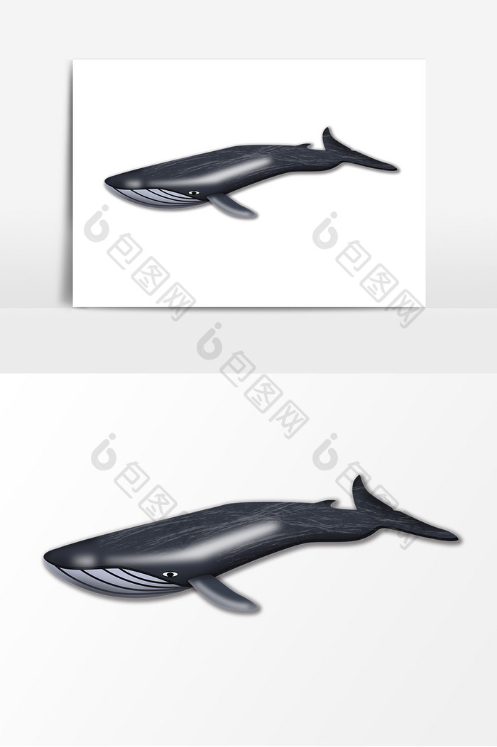 海洋生物虎鲸形象元素
