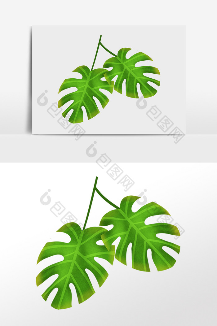 热带植物两片芭蕉叶插画图片图片