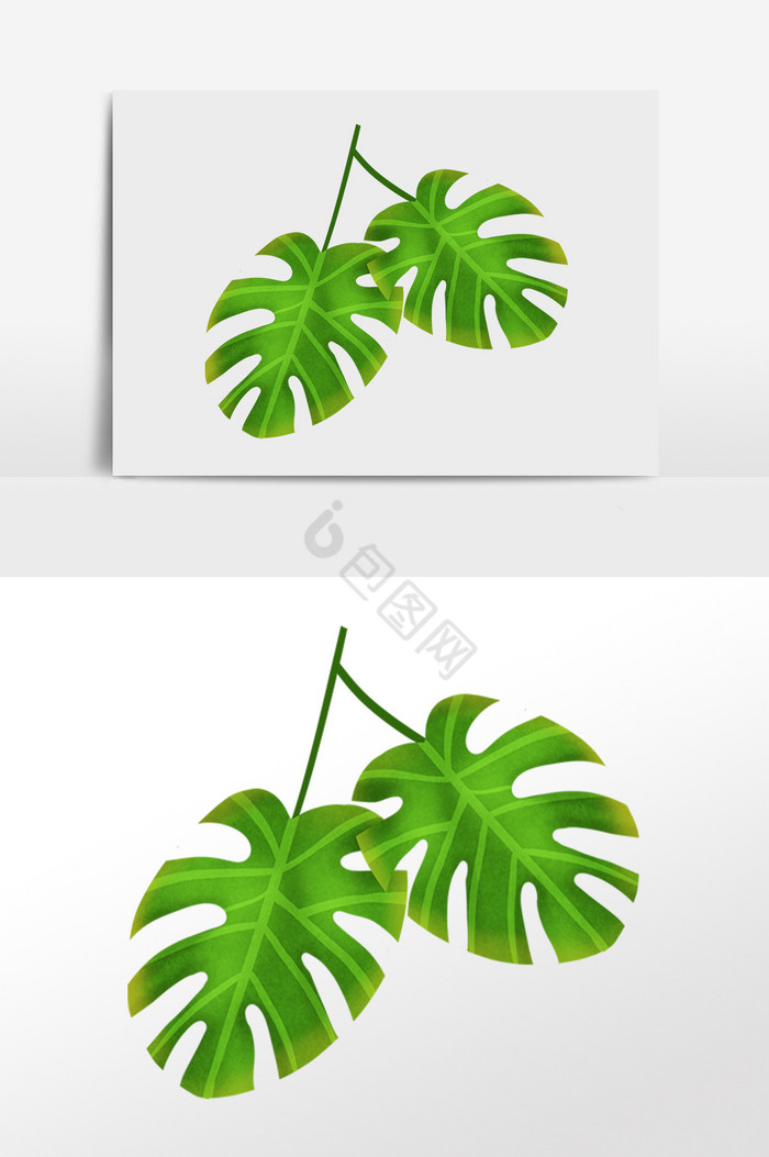 热带植物两片芭蕉叶插画图片