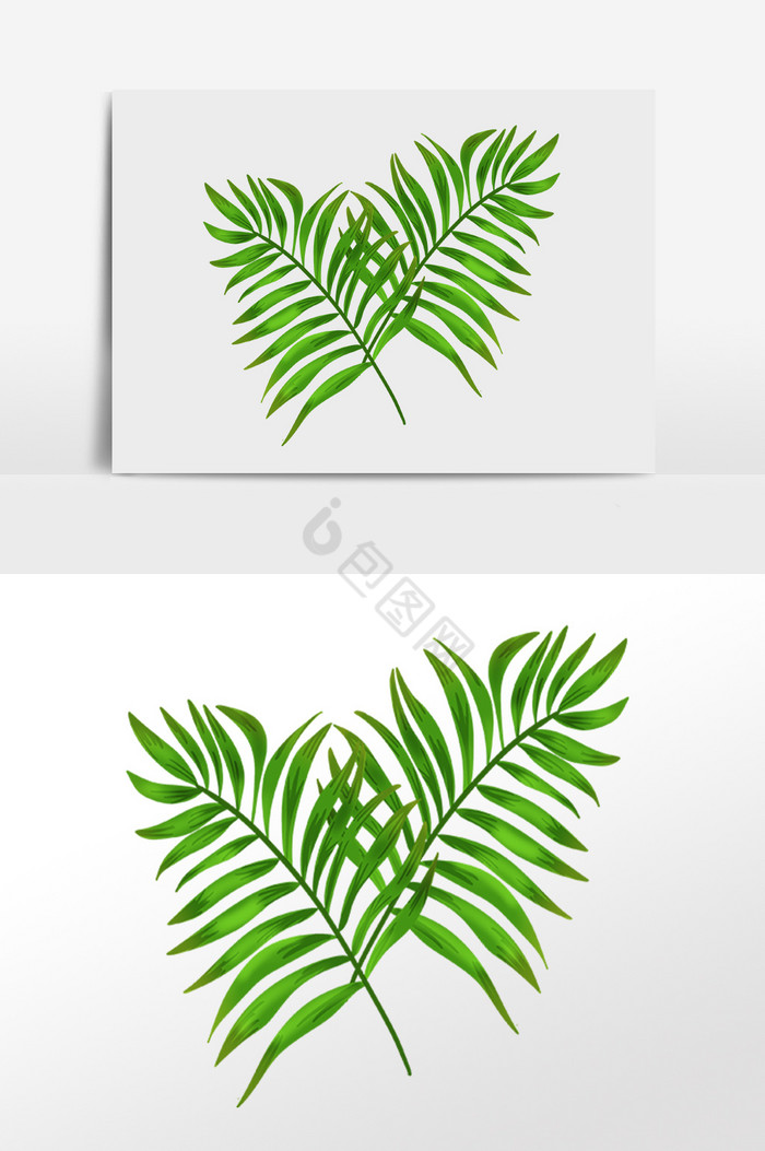 热带植物两片枝叶插画图片