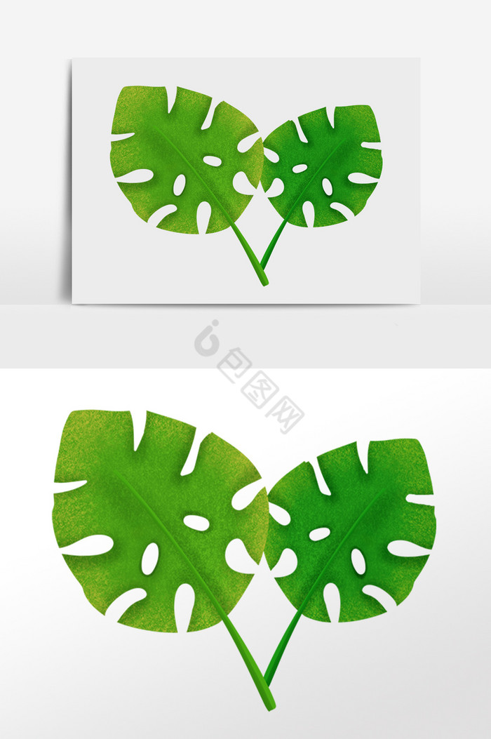 热带植物两片棕榈叶插画图片
