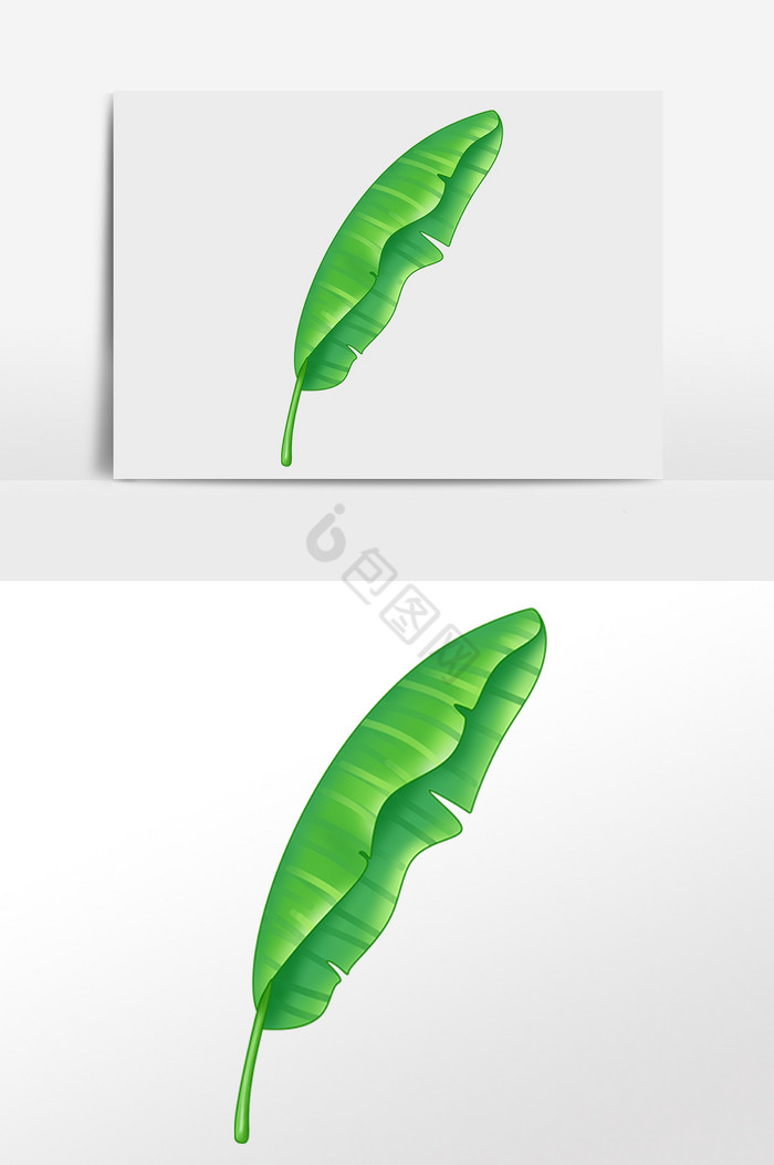 热带植物椰树叶插画图片