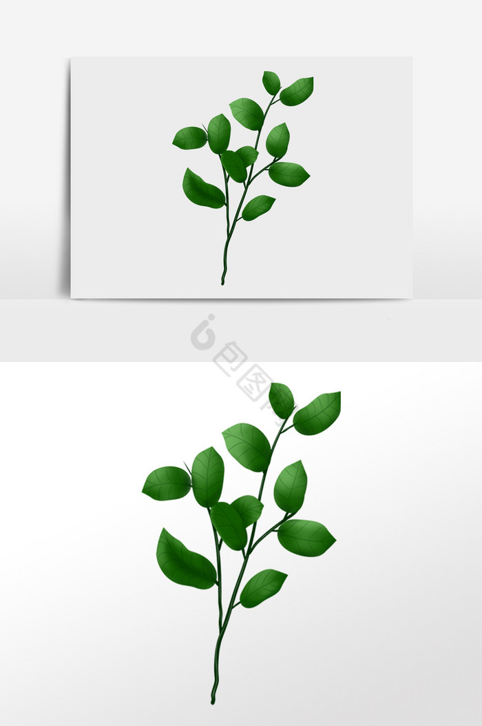 热带植物叶枝插画图片