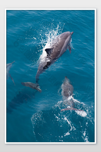 海洋动物海豚戏水摄影图片