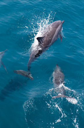 海洋动物海豚戏水摄影图片