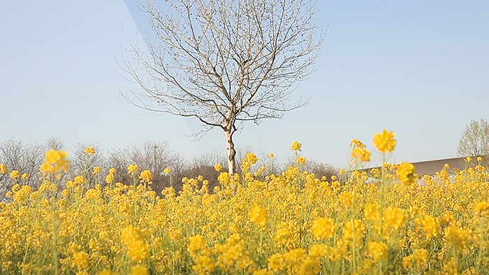 震撼大气黄色油菜花实拍视频