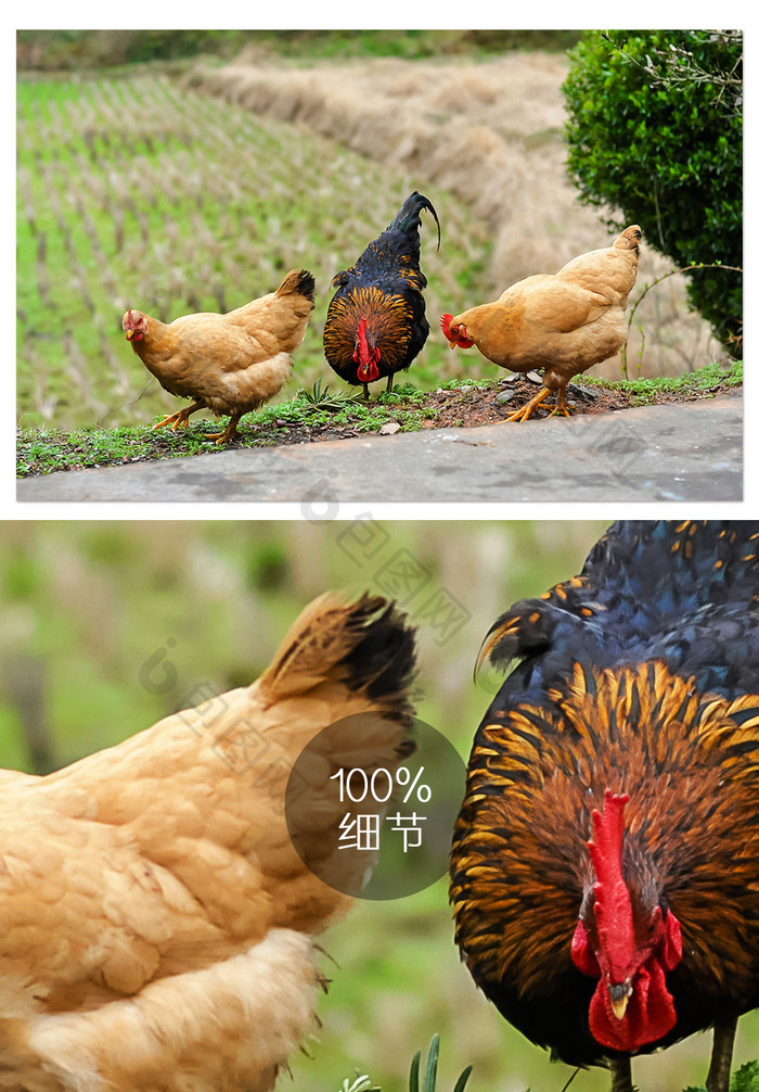 乡下农家散养土鸡觅食摄影图片