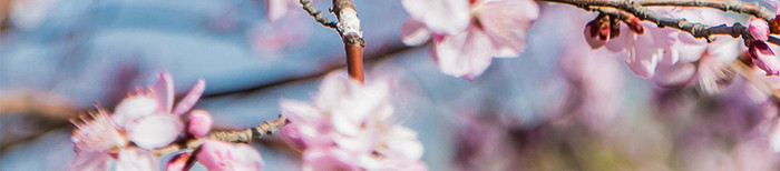 浪漫美丽的春天樱花创意摄影插画GIF