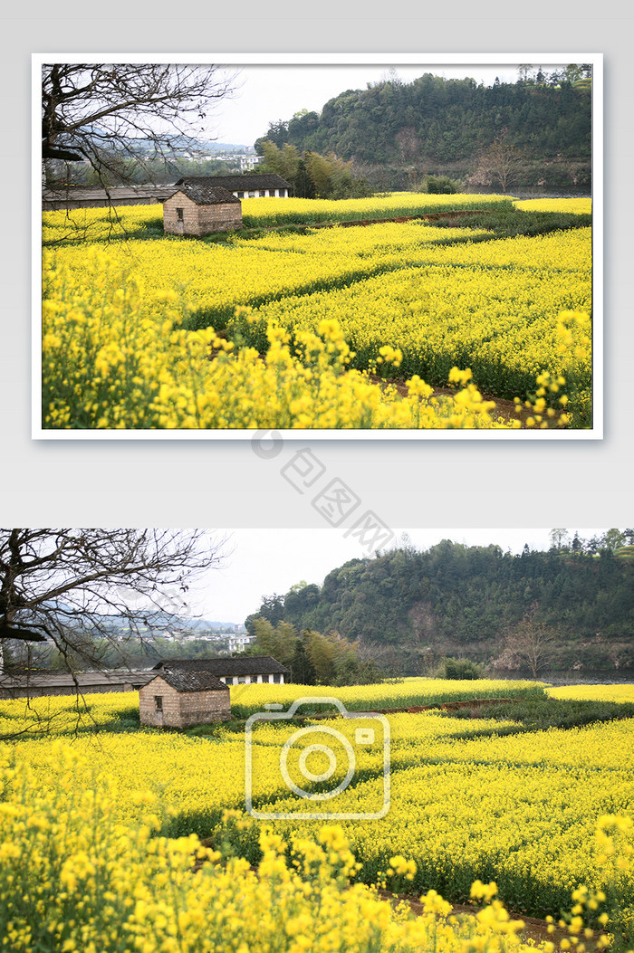 乡村油菜花小屋风光摄影图