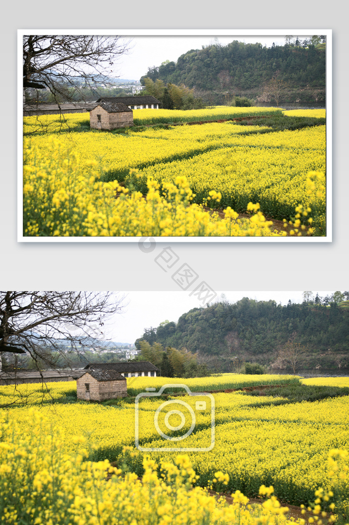 乡村油菜花小屋风光摄影图图片-包图网