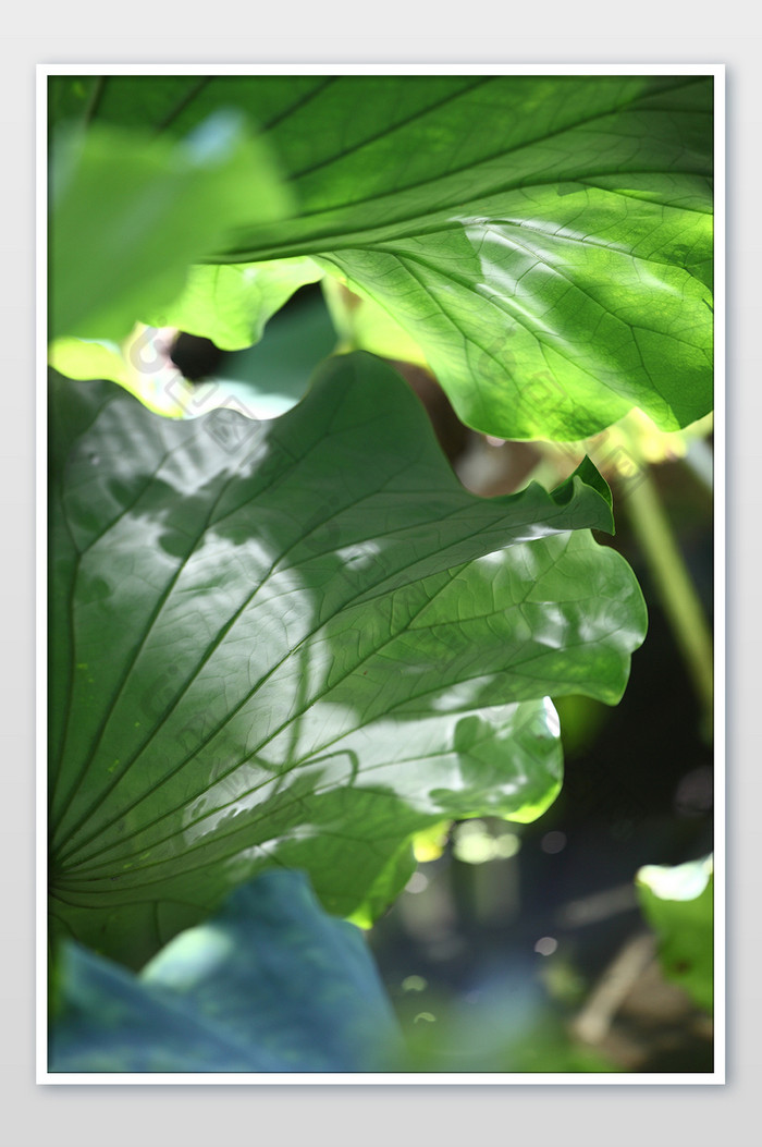 夏日绿色荷叶光线手机桌面背景图图片图片