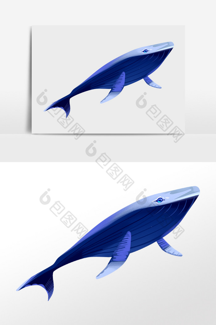 手绘海洋动物生物蓝色鲨鱼插画