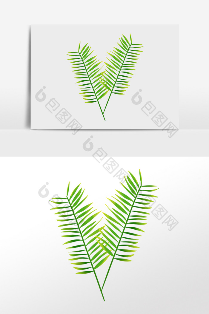手绘清新热带植物两枝叶子插画