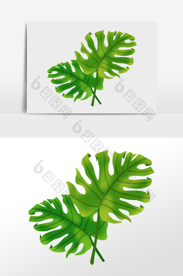 热带植物芭蕉叶插画图片图片