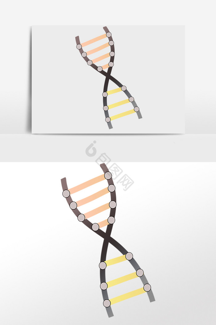 生物科学基因螺旋链插画图片