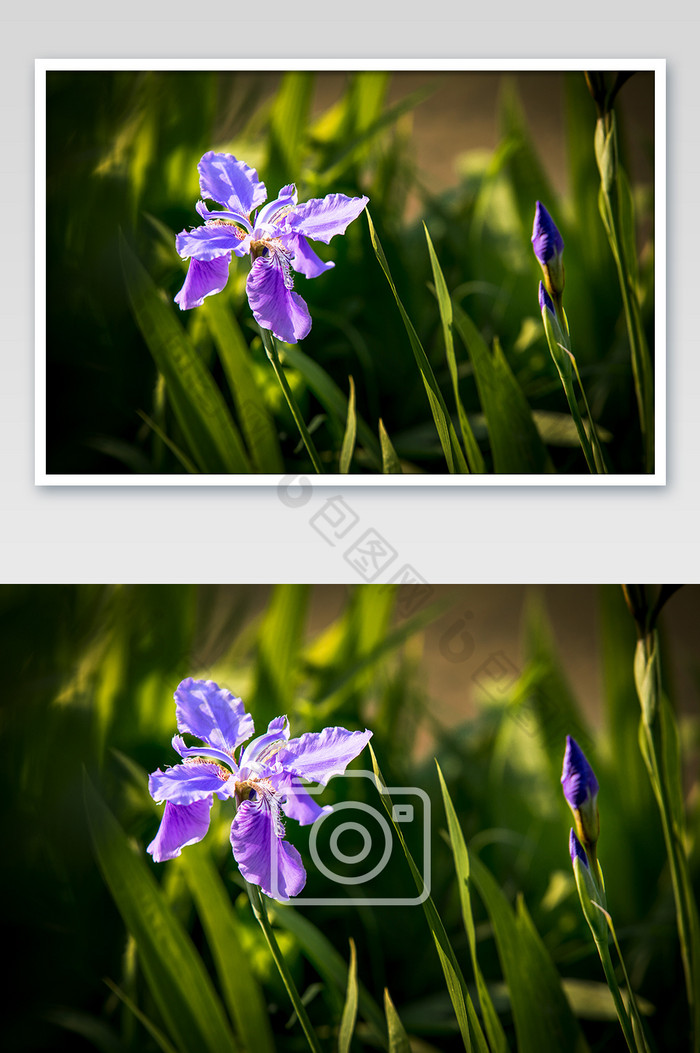 四月水边紫色兰花摄影图片图片