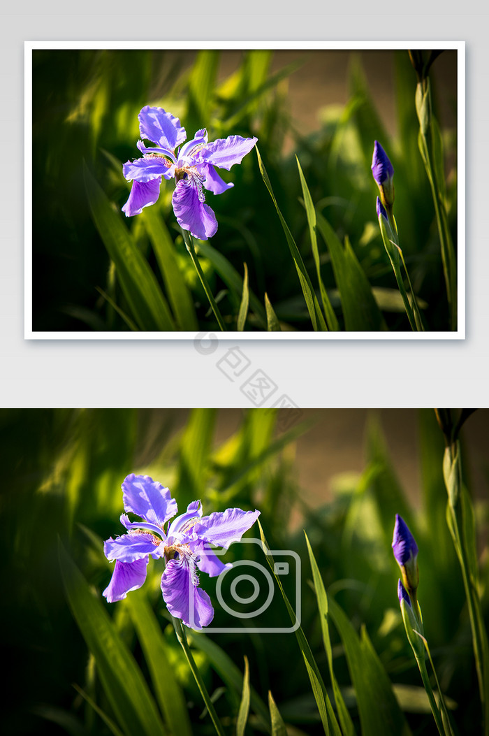 四月水边紫色兰花摄影图片