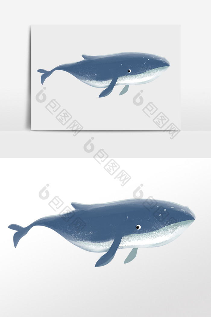 手绘海洋生物动物蓝色大鲨鱼插画