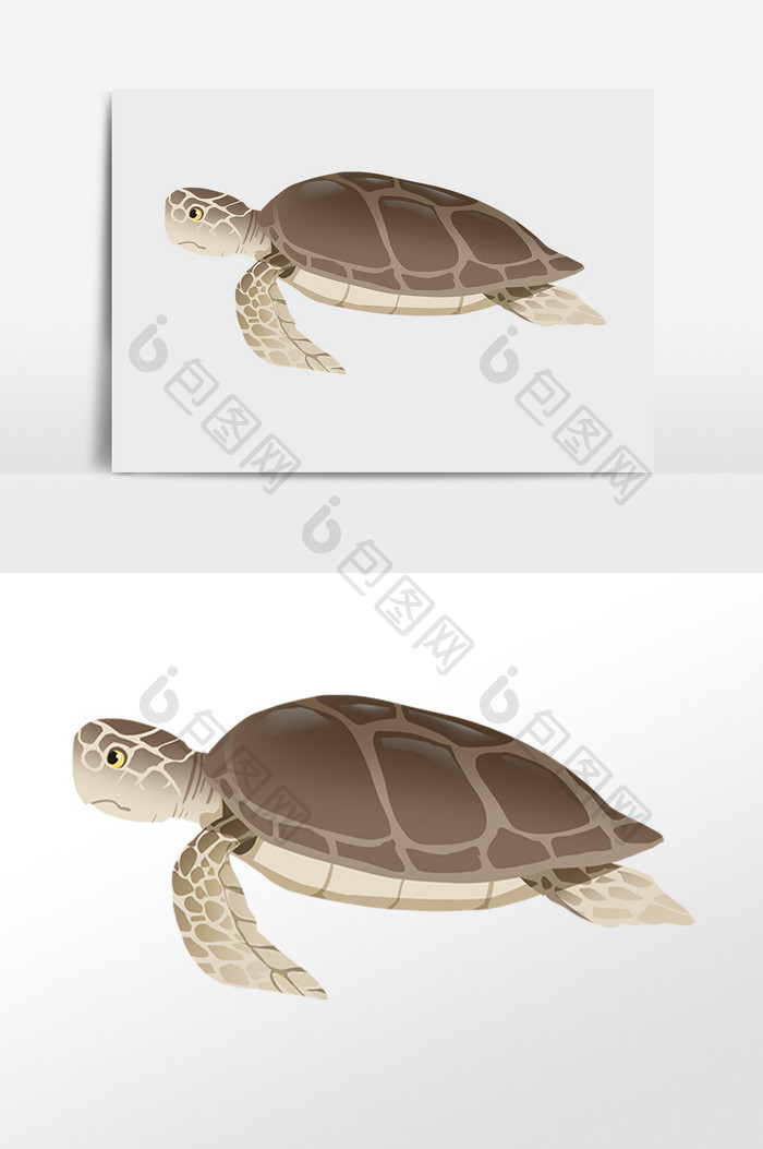 手绘海洋生物动物乌龟海龟插画