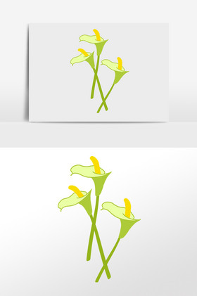 春天植物马蹄莲花开插画