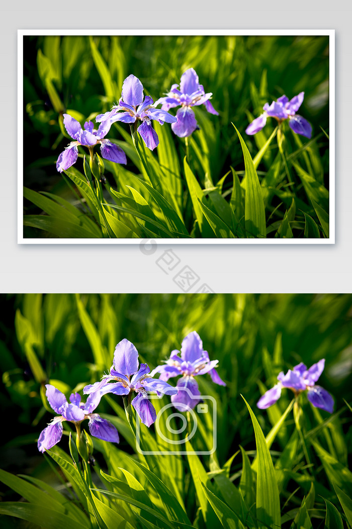 四月份紫色兰花摄影图片