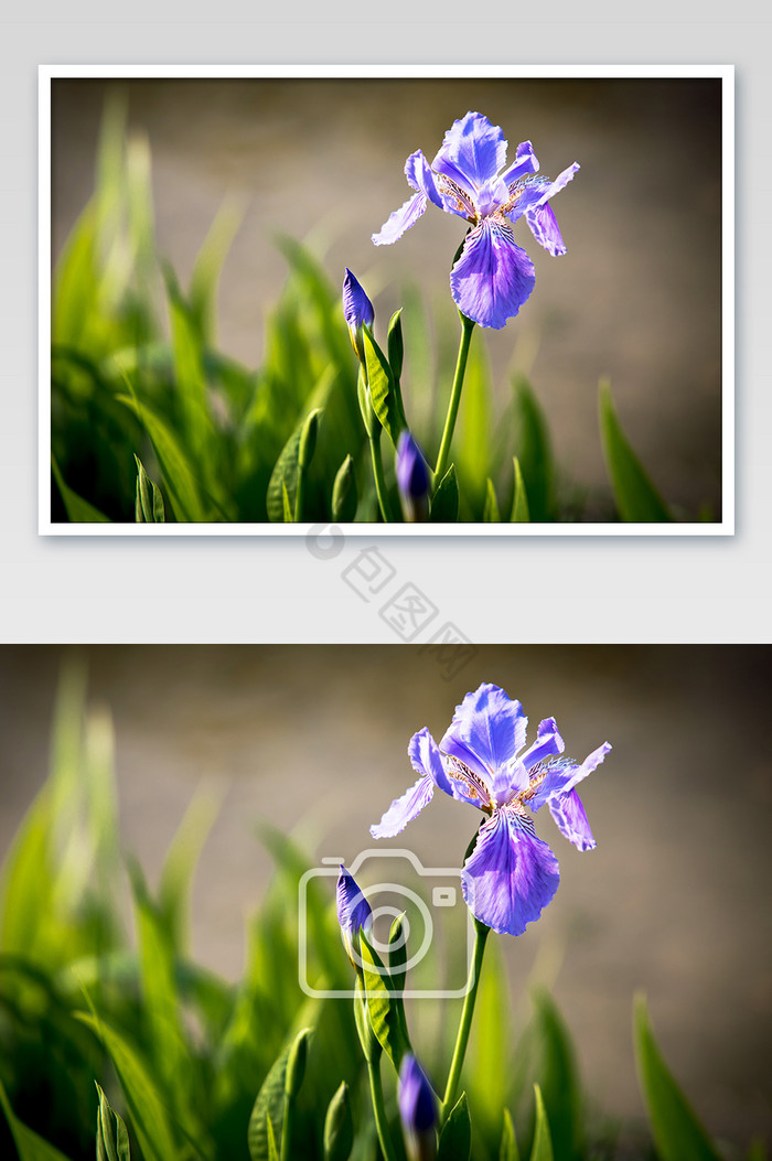 四月溪边紫色兰花摄影图片