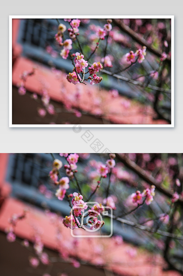 春天的红墙桃花摄影图图片