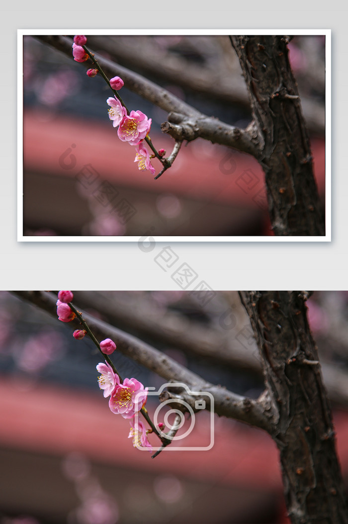 春天的桃花摄影图