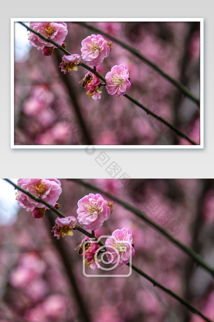 春天蜜蜂红墙桃花摄影图