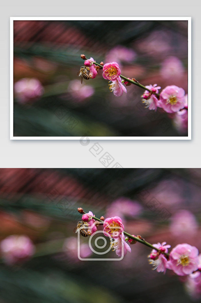 春天红墙桃花摄影图