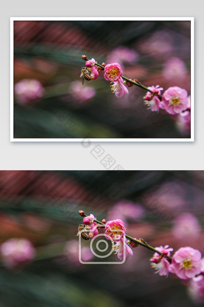 春天红墙桃花摄影图图片图片