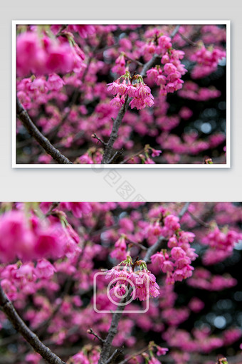 春天的花朵钟花樱桃摄影图图片