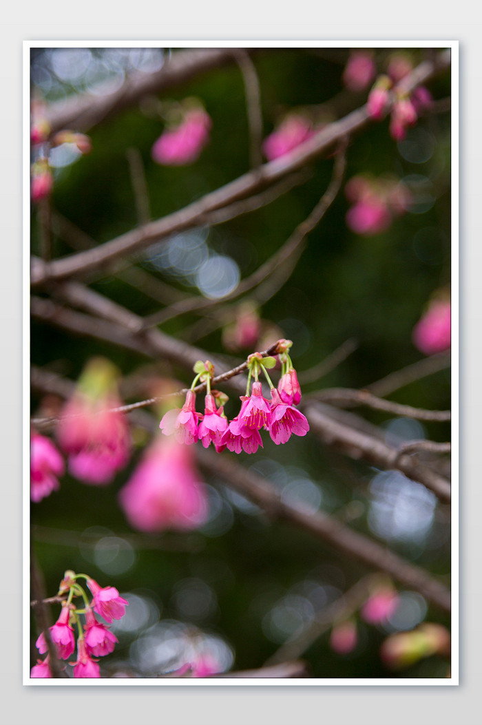 春天的钟花樱桃摄影图片