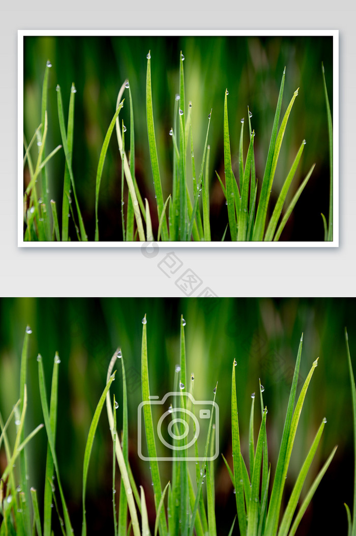 雨后的小草摄影图片