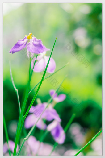 户外紫色小花摄影图图片