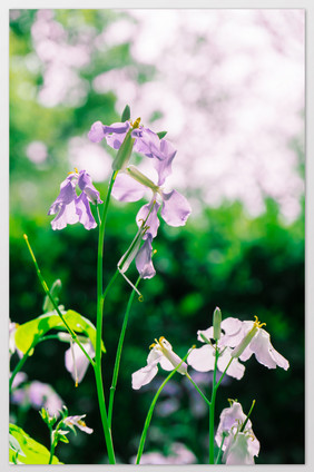逆光植物花朵摄影图