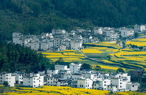 婺源油菜花徽派建筑摄影图图片