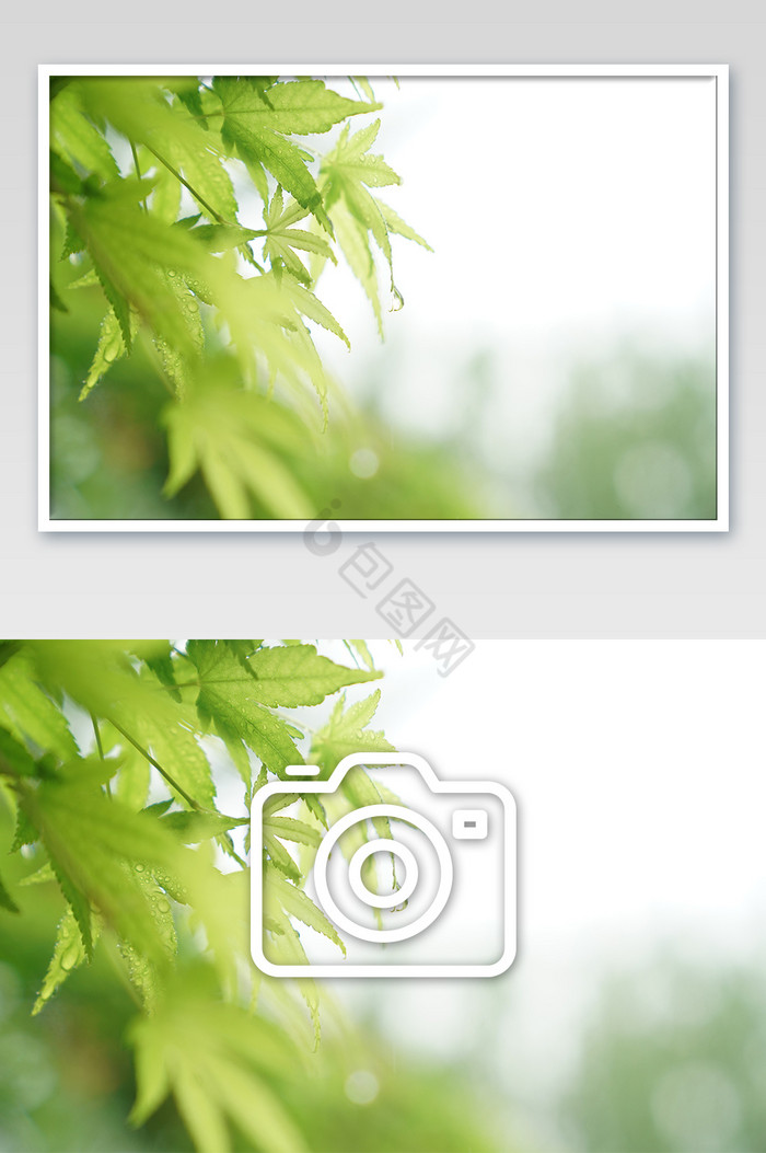 挂在绿色枫树叶上水滴清晰特写摄影图片