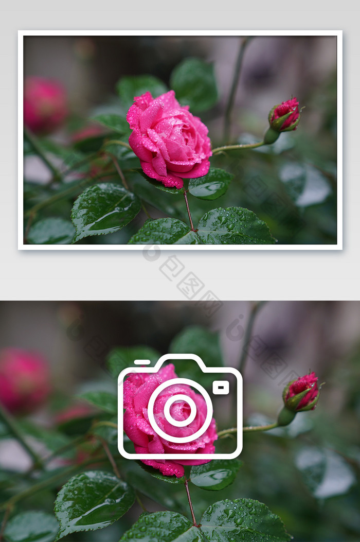 雨天盛开的红色玫瑰花摄影图片图片