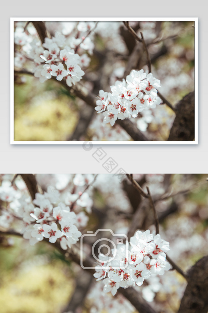 白色清新桃花摄影图图片