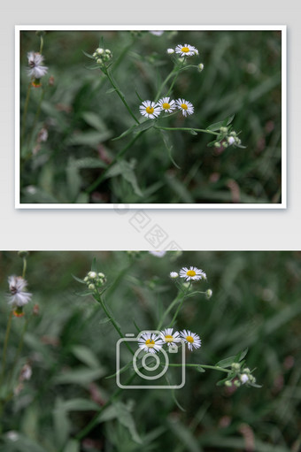 白色一年蓬花卉摄影图片