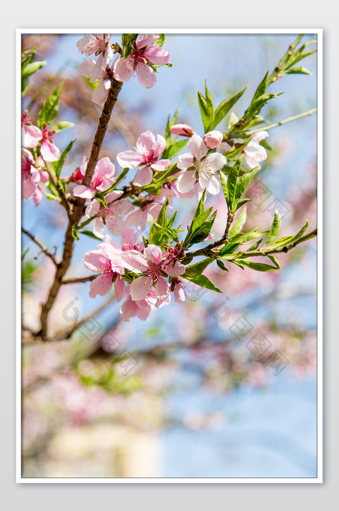 春天盛开桃花摄影图