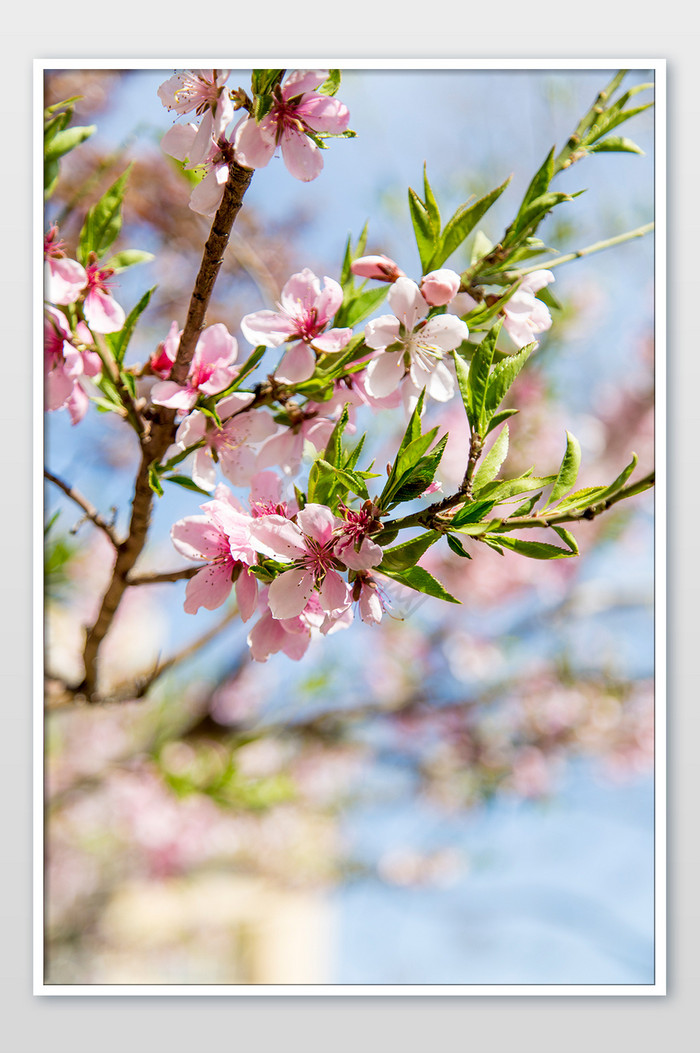 春天盛开桃花摄影图图片