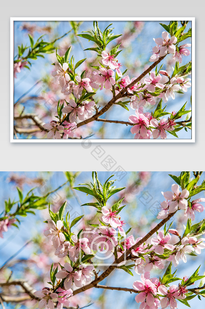 春天盛开的桃花摄影图