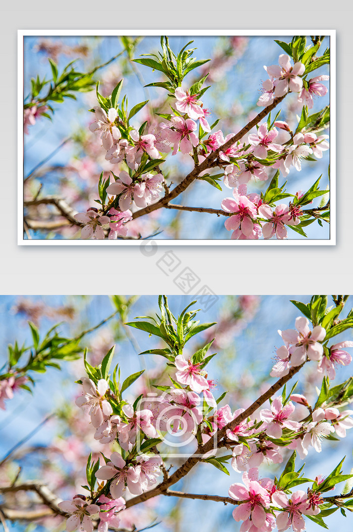 春天盛开的桃花摄影图图片