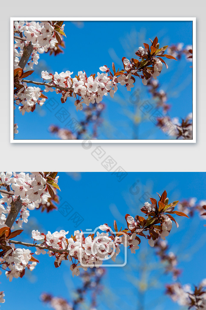 春天盛开的樱花摄影图片图片