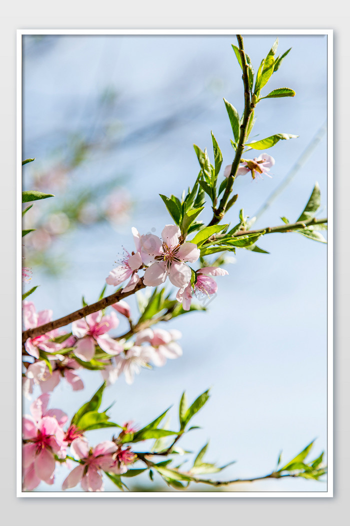 春天盛开的桃花绿叶摄影图图片