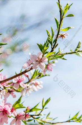 春天盛开的桃花绿叶摄影图图片